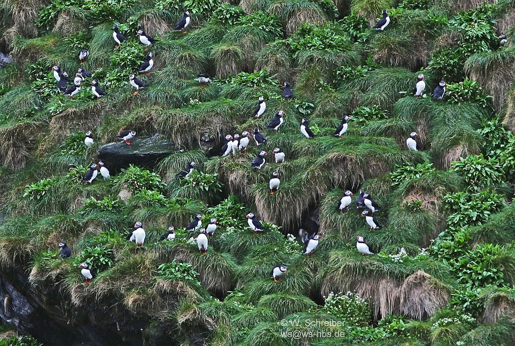 090615-160050-0081 - Kolonie